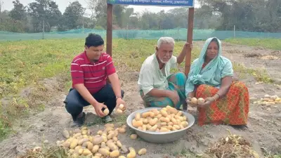 নবীনগরে জনপ্রিয় সানশাইন আলু, নড়াইলে তরুণের নিরাপদ সবজি উদ্যোগ