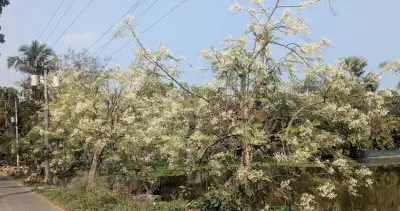 বাংলাদেশে অনলাইন শিক্ষার অগ্রগতি: নতুন সম্ভাবনা ও চ্যালেঞ্জ