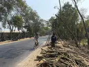 ঝিনাইদহ-কুষ্টিয়া মহাসড়কে গাছের গুঁড়ি রেখে ব্যবসা, যান চলাচলে বাড়ছে ঝুঁকি