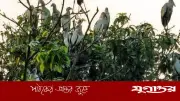 নাটোরের তিরাইল গ্রাম এখন পাখিদের নিরাপদ আবাসস্থল