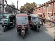 ফরিদপুরে মেহগনি গাছ ভেঙে ইজিবাইকের ওপর পড়ল, যাত্রীরা অলৌকিকভাবে বেঁচে গেলেন