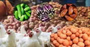 রমজানে বাজারে সবজির দামে অস্থিরতা, আটা-ডিম-মুরগির দামে স্বস্তি