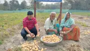 নবীনগরে জনপ্রিয় সানশাইন আলু, নড়াইলে তরুণের নিরাপদ সবজি উদ্যোগ