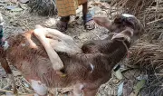 ভোলার লালমোহনে ছয় পা-বিশিষ্ট গরুর বাছুরের জন্ম, এলাকায় চাঞ্চল্য