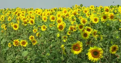 টাঙ্গাইলে সূর্যমুখীর সোনালি বিপ্লব: কৃষকের আশা ও পর্যটনের নতুন সম্ভাবনা