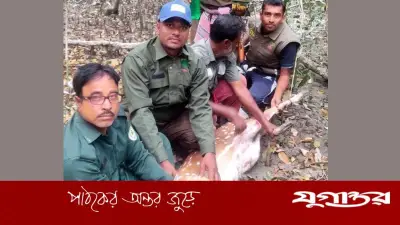 সুন্দরবনে শিকারিদের ফাঁদে আটকা গর্ভবতী হরিণ উদ্ধার ও অবমুক্ত