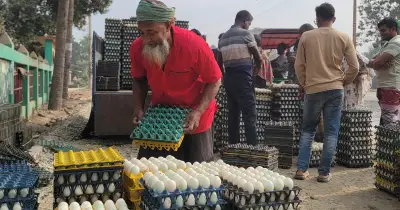 নাটোরের সিংড়ায় হাঁসের ডিমের দামে ধস, খামারিরা লোকসানের মুখে