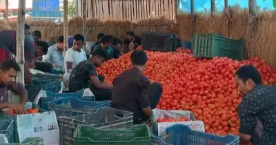 দিনাজপুরের গাবুরা বাজার: উত্তরের টমেটো রাজধানী, প্রতিদিন ১৫০-২০০ টন সরবরাহ