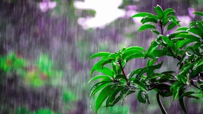 আবহাওয়া অফিসের বৃষ্টি বার্তা, মধ্যপ্রাচ্যে আটকা বাংলাদেশিদের ফেরাতে বিশেষ ফ্লাইট