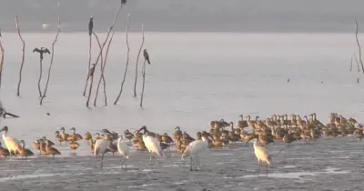 শীতে ঝোপখালীর রূপান্তর: পরিযায়ী পাখিদের মিলনমেলায় পরিণত হয়েছে জলাভূমি