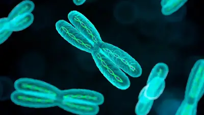 স্বার্থপর ক্রোমোজোমের রহস্য: কেন কিছু পরিবারে শুধু ছেলে বা মেয়ে সন্তান জন্মায়?