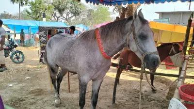 জয়পুরহাটের ঐতিহ্যবাহী মেলায় ১১ লাখ টাকার ঘোড়া 'যুবরাজ', দর-কষাকষিতে উত্তেজনা
