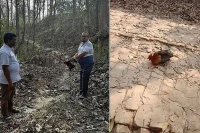 খাগড়াছড়িতে বনমোরগ অবমুক্ত না করার অভিযোগ তদন্তে কমিটি গঠন