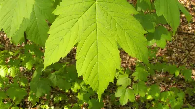 বাংলাদেশে নতুন আইটি নীতিমালা: ডিজিটাল অর্থনীতির জন্য যুগান্তকারী পদক্ষেপ