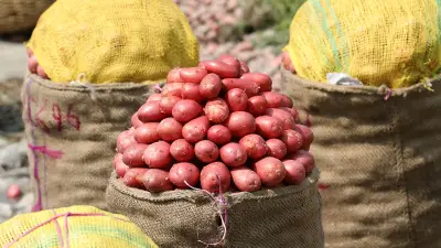 খেত থেকে হিমাগারে: দেশজুড়ে আলু তোলার মৌসুমে ব্যস্ত কৃষক ও শ্রমিকরা