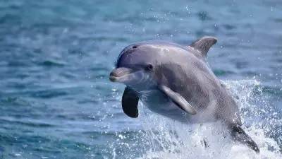 ডলফিনের লাফের রহস্য: কীভাবে ও কেন তারা পানির ওপর থেকে উঁচুতে উঠে?