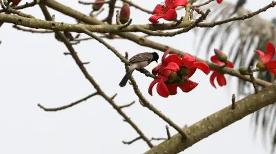 বাংলাদেশে অনলাইন শিক্ষার চ্যালেঞ্জ ও সম্ভাবনা: প্রযুক্তির ভূমিকা