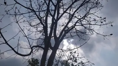 জীবনের নানা রূপ: পথের শেষ আশ্রয় থেকে বসন্তের শিমুল ফুল