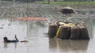 রংপুরে অতিবৃষ্টিতে আলু খেত প্লাবিত, কৃষকের সংগ্রাম