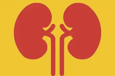 কিডনি রোগের বিস্তার উদ্বেগজনক: প্রতি সাতজনে একজন আক্রান্ত, সচেতনতাই প্রধান সমাধান