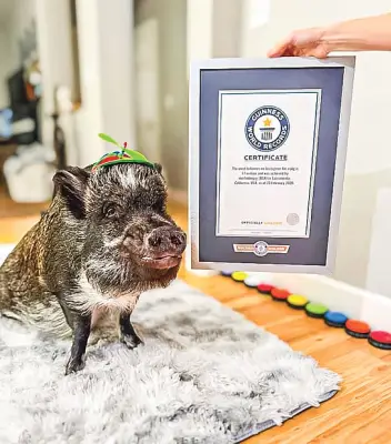 গিনেস রেকর্ড ভাঙা শূকর মেরলিন: ইনস্টাগ্রাম তারকা যেভাবে জয় করলো লাখো হৃদয়