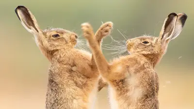 ব্রিটিশ ওয়াইল্ডলাইফ ফটোগ্রাফি অ্যাওয়ার্ডসে চমকপ্রদ ছবি: ব্যাঙ থেকে শিয়াল পর্যন্ত