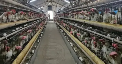 রমজান-ঈদে ডিম-মুরগির বাজার অস্থির, বিপিএ'র ৬ দফা দাবি ও করপোরেট সিন্ডিকেটের অভিযোগ