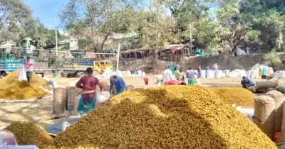 রাঙামাটিতে শুকনো হলুদের দাম প্রায় দ্বিগুণ, চাহিদা দেশজুড়ে