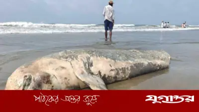 কক্সবাজার সৈকতে ভেসে এলো বিরল ইরাবতি ডলফিনের মৃতদেহ