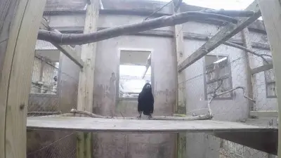 মানুষের কথা শুনে কাজ করতে পারে রুক পাখি, কেমব্রিজ গবেষণায় চমক