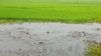 সুনামগঞ্জের বাঁধে জলাবদ্ধতা, নির্বাচনী মামলা ও হৃদরোগ প্রতিরোধে হাঁটার উপকারিতা