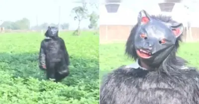 ভারতে কৃষকের অভিনব কৌশল: ভাল্লুকের পোশাক পরে বানর তাড়াচ্ছেন