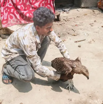 বরগুনায় আহত ঈগলছানার উদ্ধার ও সেবা, কিশোর হৃদয়ের স্নেহে সুস্থ হয়ে উঠছে