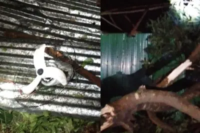 চুয়াডাঙ্গার আলমডাঙ্গায় ঝড়ে অর্ধশতাধিক ঘরবাড়ি বিধ্বস্ত, অটোরিকশাচালকের মৃত্যু