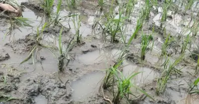 শাহজাদপুরে ঈদ বকশিসের নামে যুবককে ডেকে গলা কেটে হত্যার মর্মান্তিক ঘটনা