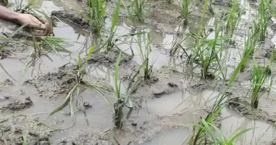 ঈদের দিন সিরাজগঞ্জে যুবককে গলা কেটে হত্যা, এলাকায় আতঙ্ক