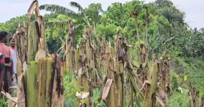 পাবনার সাঁথিয়ায় শত্রুতার বলি কৃষকের শবরি কলা বাগান, কাটা পড়ল ১ হাজার গাছ