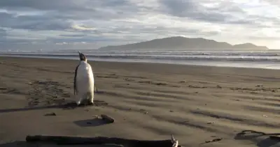 জাতিসংঘের সতর্কতা: পৃথিবীতে আটকে থাকা তাপের পরিমাণ ২০২৫ সালে রেকর্ড ছুঁয়েছে