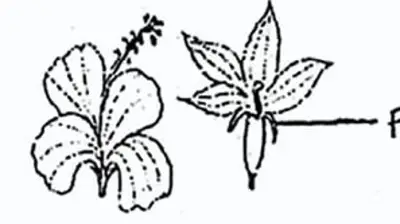 জীববিজ্ঞান: এসএসসি পরীক্ষার্থীদের জন্য অধ্যায়-১১-এর বহুনির্বাচনি প্রশ্ন ও উত্তর বিশ্লেষণ