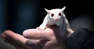 বেইজিং পশুমেলায় মিরক্যাট বিক্রি, যুবাদের মধ্যে বিদেশি পোষ্য জনপ্রিয়তা বাড়ছে