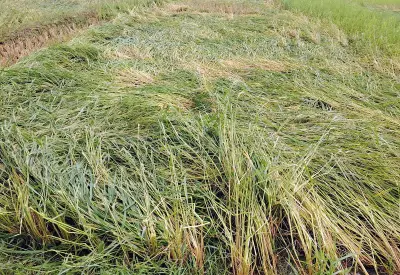 কিশোরগঞ্জে শিলাবৃষ্টিতে বোরো ধান ও সবজি খেতের ব্যাপক ক্ষতি, হাওরাঞ্চল সবচেয়ে বেশি ক্ষতিগ্রস্ত