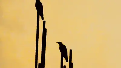 স্বাধীনতা দিবসে শিক্ষার্থীদের ডিসপ্লে প্রদর্শনী ও দেশাত্মবোধক গান