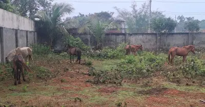 নারায়ণগঞ্জে গরুর মাংস বলে ঘোড়ার মাংস বিক্রি: ২০টি ঘোড়া উদ্ধার, অসাধু চক্রের কার্যক্রম প্রকাশ