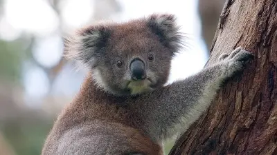 বাংলাদেশের প্রথম সিনেমা ‘মুখ ও মুখোশ’ নিয়ে নতুন তথ্য প্রকাশ
