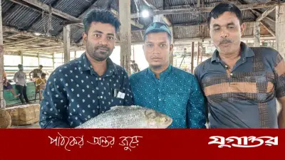 বরগুনার বিষখালী নদীতে ধরা পড়ল বিরল 'রাজা' ইলিশ, নিলামে বিক্রি ১ লাখ ৭৬ হাজার টাকা