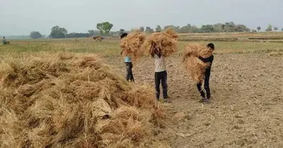 বারিন্দে মসুর ডালের বাম্পার ফলন ও লাভজনক দামে কৃষকদের মুখে হাসি