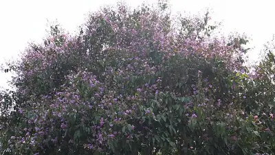 দেশীয় গাছের জয়যাত্রা: ২৫ কোটি বৃক্ষরোপণে অগ্রাধিকার পাচ্ছে জারুল, মেহগনি, কদম