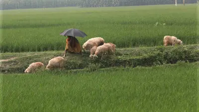 ঈদের ছুটির পর স্কুলে ফেরা, কৃষি ও প্রকৃতির নানা চিত্রে সজীব বাংলাদেশ