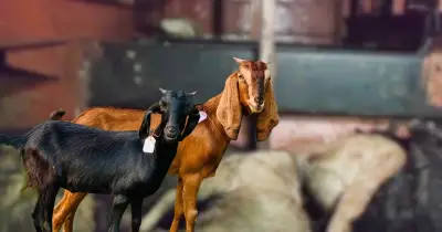 লালমনিরহাট থেকে লক্ষ্মীপুরে বাসে ৫৫ ছাগল দমবন্ধ হয়ে মারা গেছে, জরিমানা ১০ হাজার টাকা