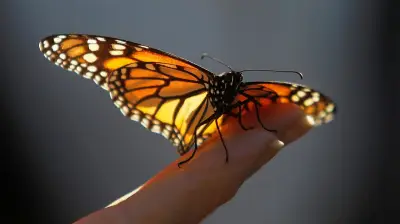 লেপিডপটেরোফোবিয়া: প্রজাপতির অদ্ভুত ভয় এবং এর মনস্তাত্ত্বিক কারণ